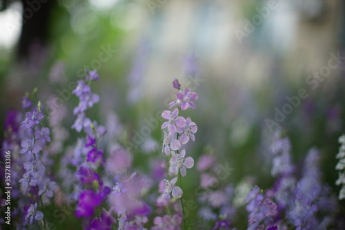 Wild purple flowers grow in the summer garden closeup.