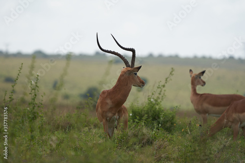 Impala Group Impalas Antelope Portrait Africa Safari