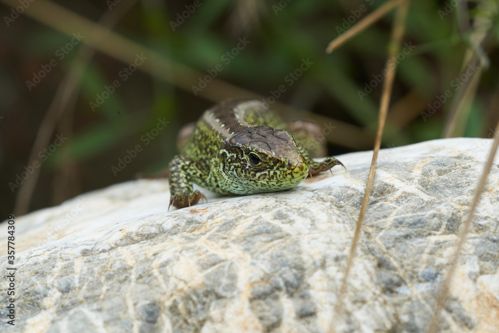 Sand lizard Lacerta agilis Reptile Close up Portrait Clear Sand lizard Lacerta agilis Reptile Close up Portrait Clear