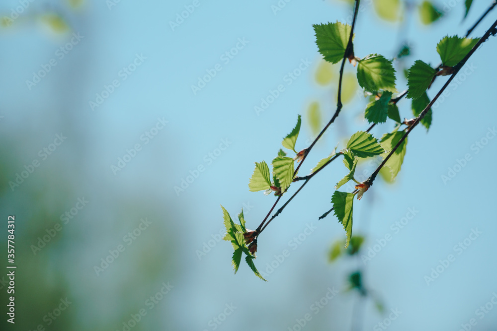 green leaves in summer in Sunny weather close up green leaves in summer in Sunny weather close up