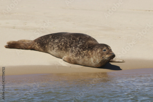 Seals at Blakeney Point, Norfolk, England