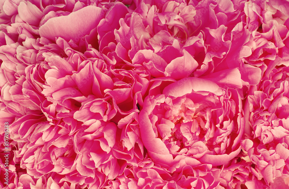 Fototapeta premium beautiful pink peony flower