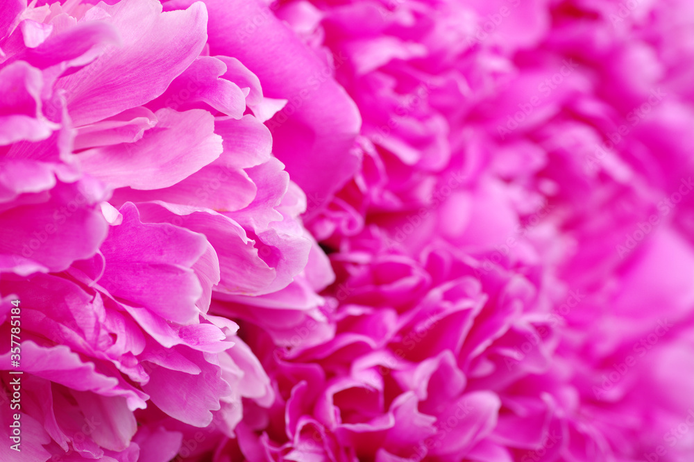 beautiful pink peony flower