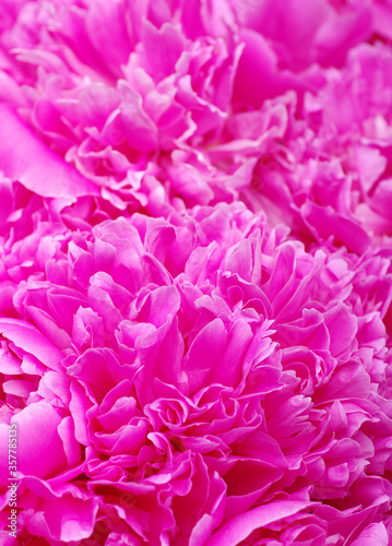 beautiful pink peony flower