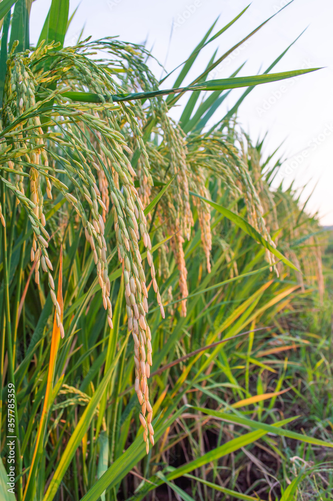 rice field in thailand rice field in thailand