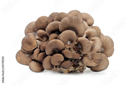 mushrooms isolated on white background.