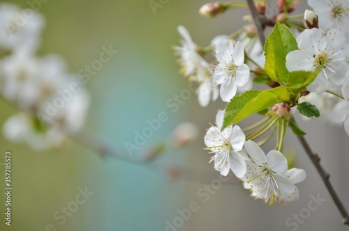 cherry blossom branch    space for text