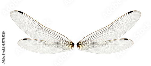 Dragonfly wings isolated on white