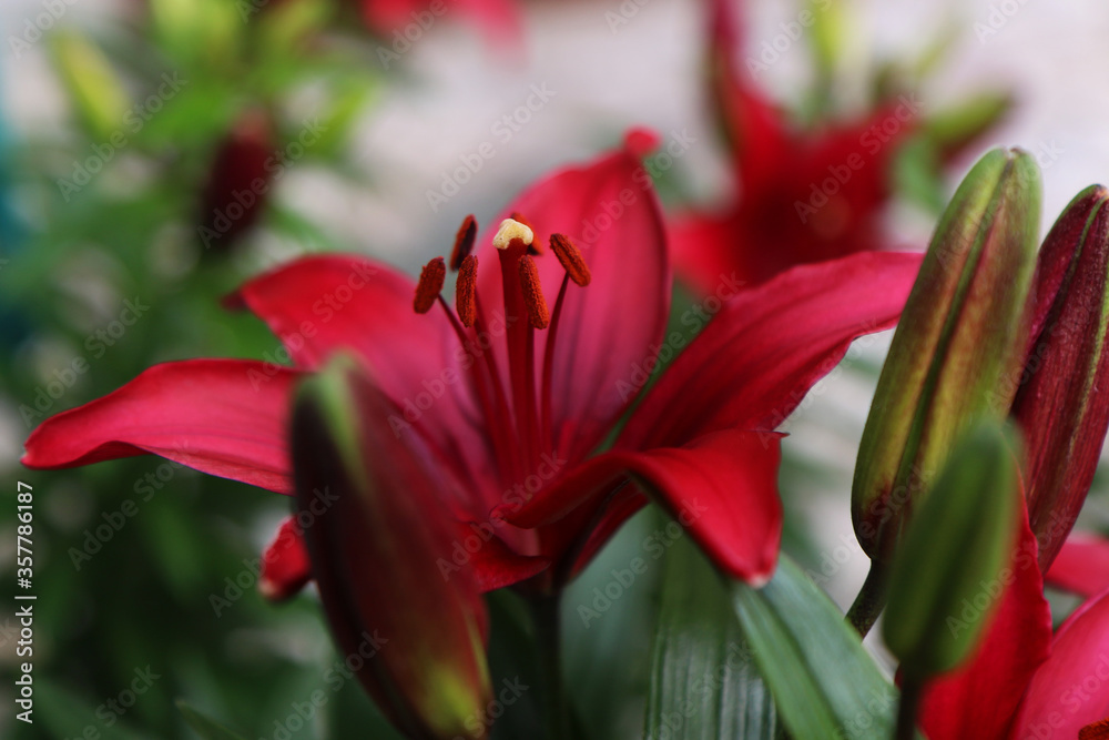 Fototapeta premium Primo piano di fiori di lilium color rosso cremisi