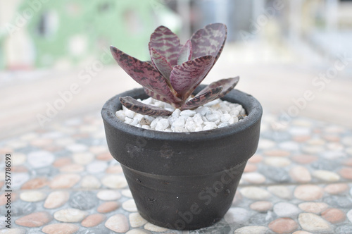Succulent plant in black pot