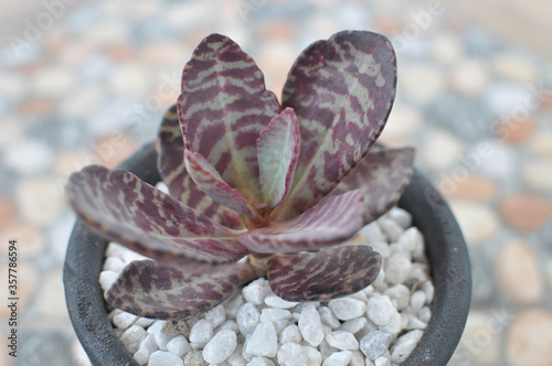 Tiger Stripes Kalanchoe. Succulents, Cactus, Desert Plant Placed in Black Pot. Kalanchoe humilis. Outdoor plant. Plant in small black terracotta plant. Urban Jungle