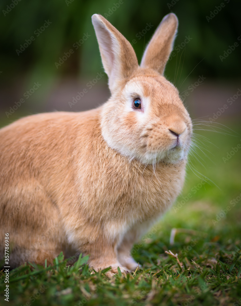 Domestic light brown rabbit in garden with nice bokeh background Domestic light brown rabbit in garden with nice bokeh background