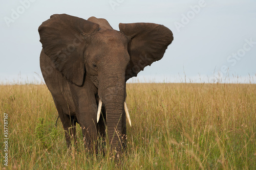 Elephant Big Huge Tusker Amboseli - Big Five Safari -Baby African bush elephant Loxodonta africana © rocchas75