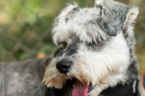 portrait of a schnauzer dog
