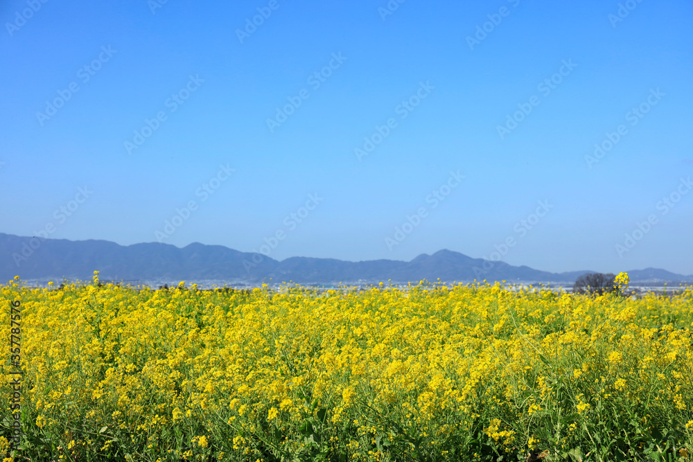 奈良県-山の辺の道-菜の花