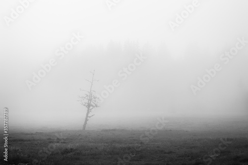 black and white fog in the forest