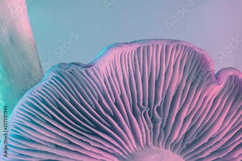 Obraz na plátně Close up bunch mushrooms color light