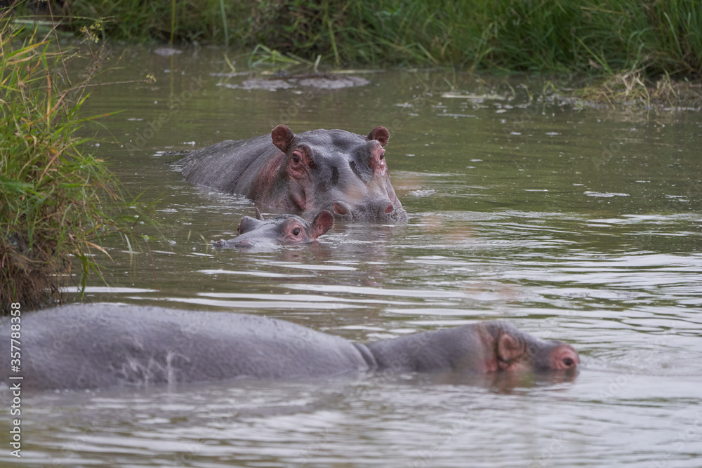 Hippo Hippopotamus amphibious Africa Safari Portrait Water Out open roar Hippo Hippopotamus amphibious Africa Safari Portrait Water Out open roar