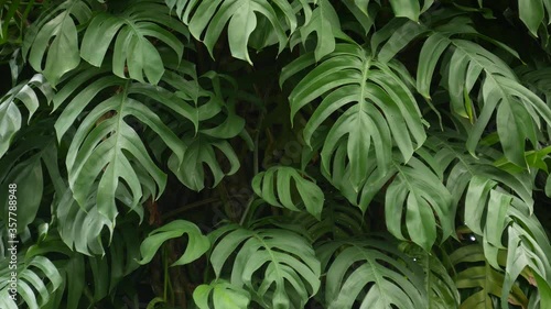 Juicy exotic tropical monstera leaves texture backdrop, copyspace. Lush foliage, greenery in paradise garden. Abstract natural dark green jungle vegetation background pattern, wild summer rain forest