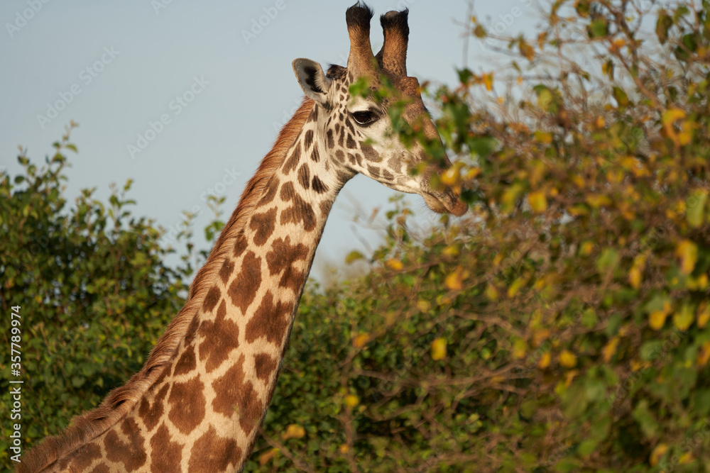 Giraffe Africa Giraffa Safari Big Five Africa Giraffe Africa Giraffa Safari Big Five Africa