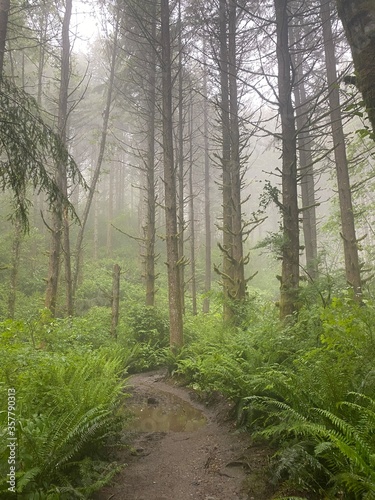 Pacific Northwest Woods - Poo Poo Trailhead