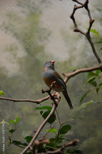 A Blue-breasted Cordonbleu in Frankfurt zoo photo