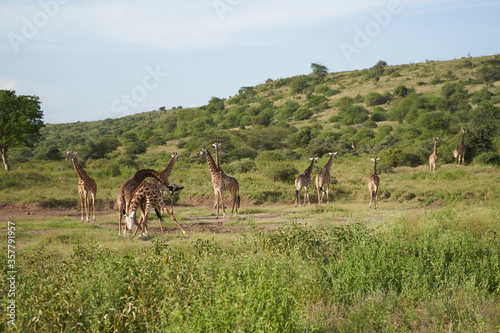 Giraffe Africa Giraffa Safari Big Five Africa Group Fight