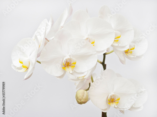 White orchid on light background