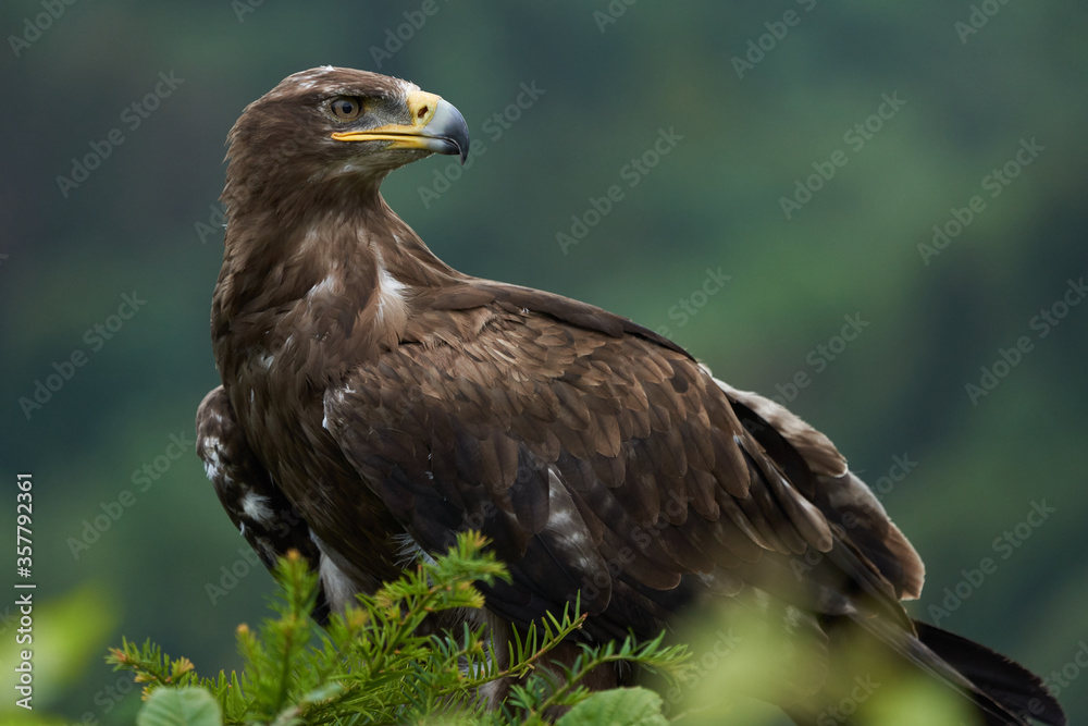Steppe Eagle Aquila nipalensis Beautiful Portrait Raptor Steppe Eagle Aquila nipalensis Beautiful Portrait Raptor