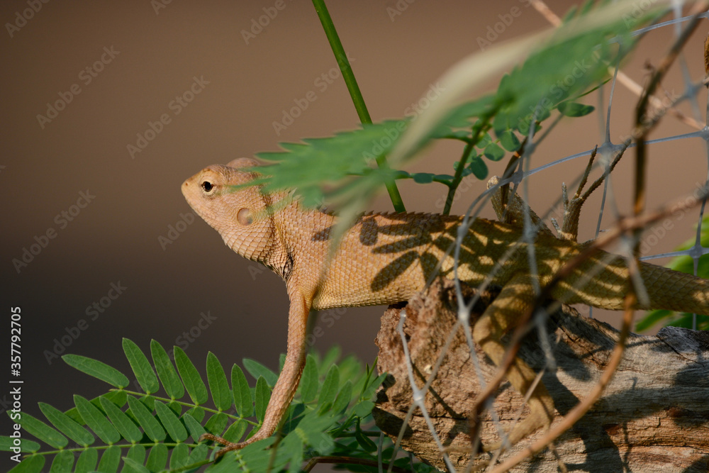 Chameleon is smooth with nature.
Chameleon is smooth with nature.