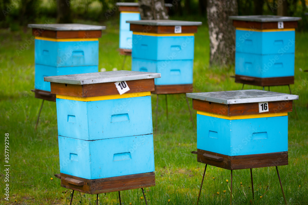 Hives in an apiary (Poland, Kaszuby region) Hives in an apiary (Poland, Kaszuby region)