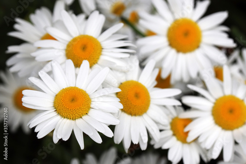 Daisy flowers close up  floral background. White chamomiles on  in summer  herbal medicine