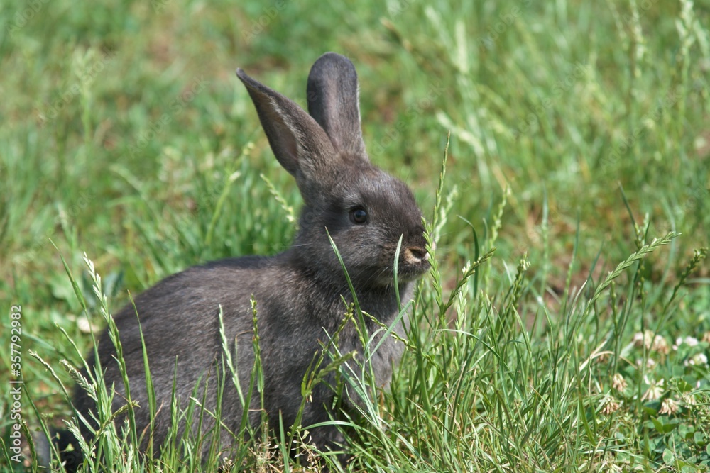 Fototapeta premium rabbit in the grass