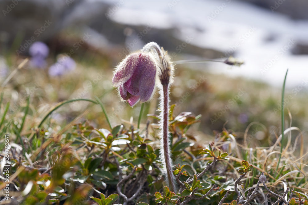 Pulsatilla vulgaris pasqueflower buttercup family Ranunculaceae Anemone Pulsatilla vulgaris pasqueflower buttercup family Ranunculaceae Anemone