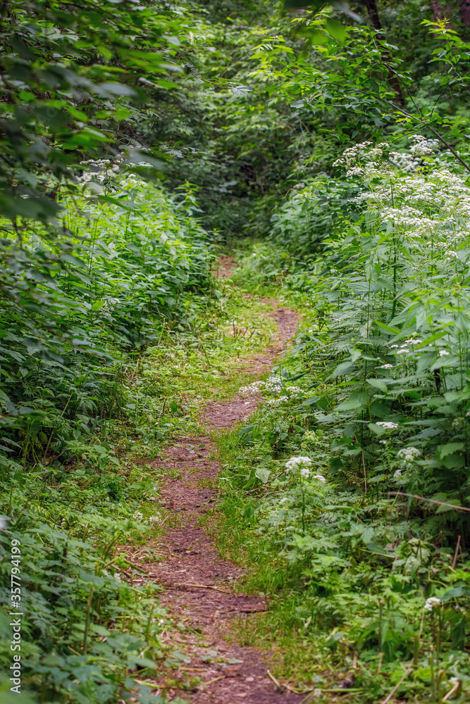 Summer footpath in green trees nature scene in park Summer footpath in green trees nature scene in park