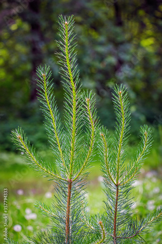 Fresh conifer sprouts on green blurry background. Green fir branches