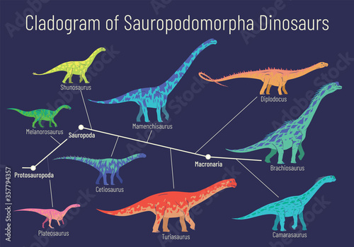 Cladogram of sauropodomorpha dinosaurs. Colorful vector illustration of diagram showing relations among sauropods - protosauropoda, sauropoda, macronaria. Dinosaurs on blue background.