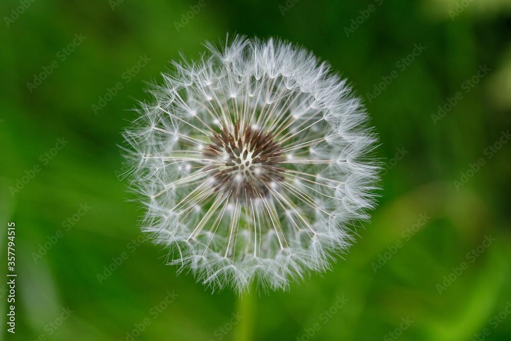 White dandelion flower blowball. Wild nature background White dandelion flower blowball. Wild nature background