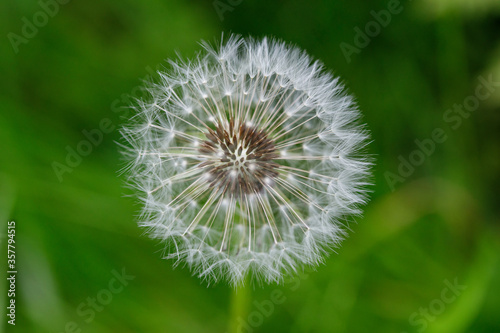 White dandelion flower blowball. Wild nature background