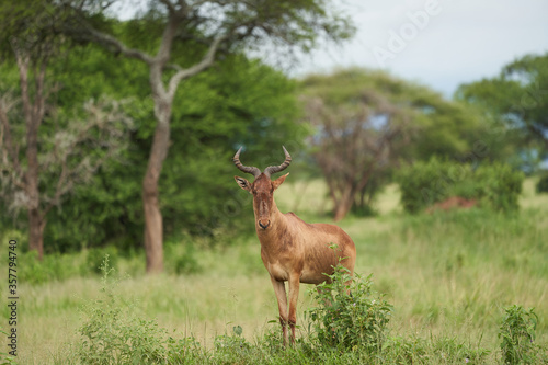 Tanzania Hartebeest Alcelaphus buselaphus kongoni African antelope photo