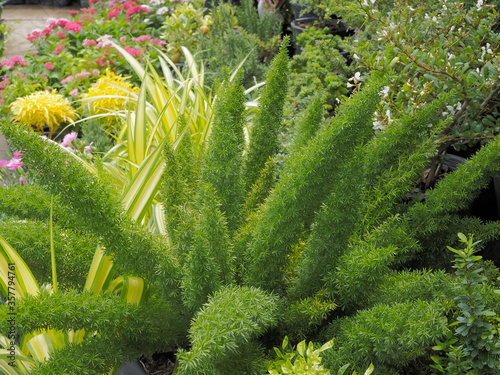 view of Foxtail fern (Asparagus densiflorus (Kunth) Jessop. 'Myers'.) planting in garden.