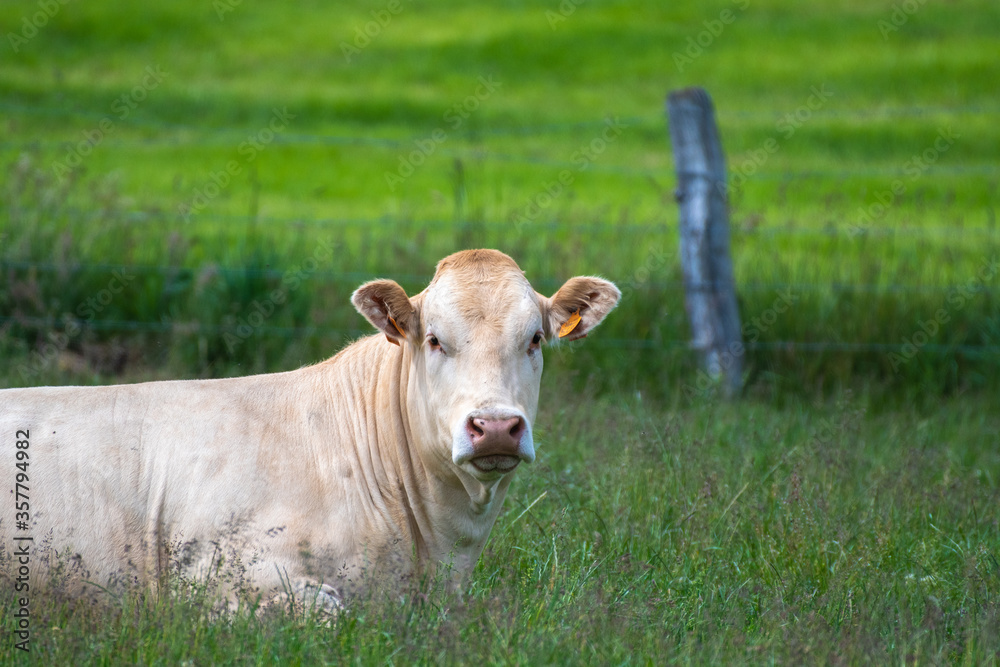 close-up of a blonde d'Aquitaine cow in a meadow close-up of a blonde d'Aquitaine cow in a meadow