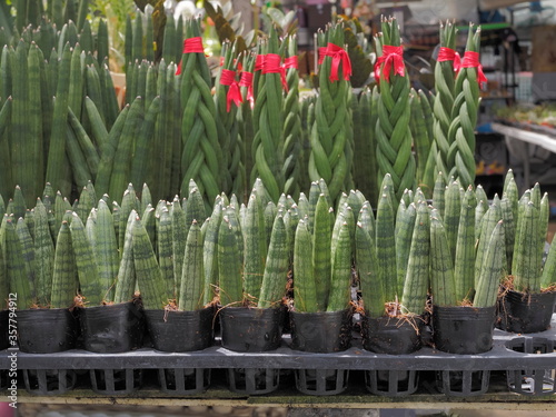 Many Sansevieria boncellensis (a dwarf sanseveria with compact thick leaves) in flower pots with green nature blurred background.