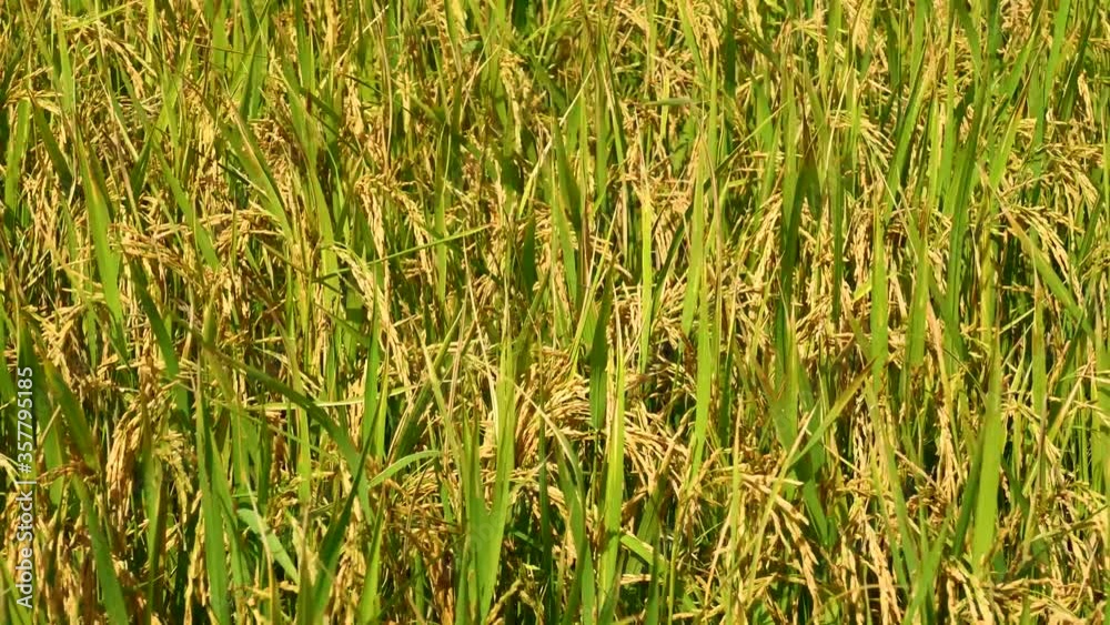 Rice fields in the morning Refreshing
