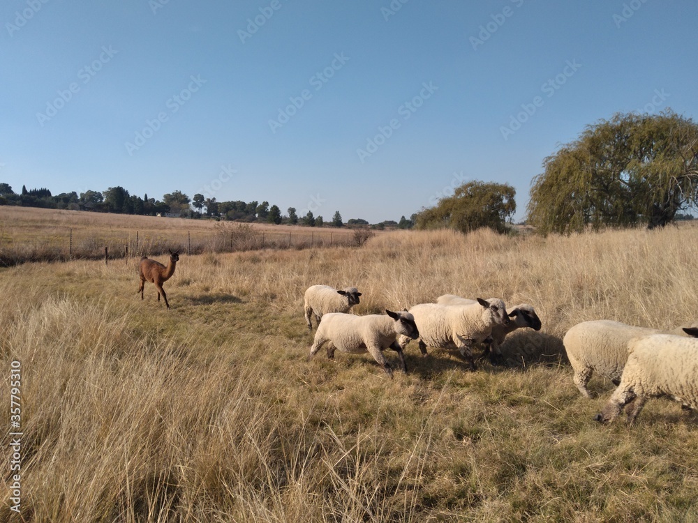 A spectacular action photograph of a brown Lama running with a herd of sheep in a grass field on a farm. It is a scenic farm landscape view with a crystal clear blue sky A spectacular action photograph of a brown Lama running with a herd of sheep in a grass field on a farm. It is a scenic farm landscape view with a crystal clear blue sky