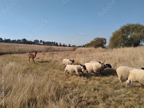A spectacular action photograph of a brown Lama running with a herd of sheep in a grass field on a farm. It is a scenic farm landscape view with a crystal clear blue sky