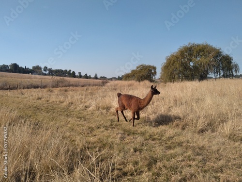 A spectacular action photograph of a brown Lama running with a herd of sheep in a grass field on a farm. It is a scenic farm landscape view with a crystal clear blue sky