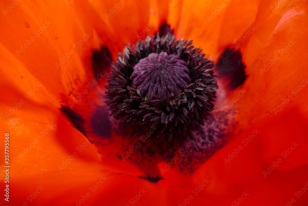 Schwarze Staubblätter und rote rote Blütenblätter einer Mohnblume Schwarze Staubblätter und rote rote Blütenblätter einer Mohnblume