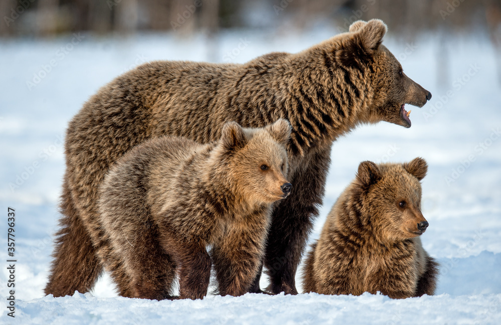 She-bear and bear cubs on the snow in winter forest. Wild nature, natural habitat. Brown bear, Scientific name: Ursus Arctos Arctos. She-bear and bear cubs on the snow in winter forest. Wild nature, natural habitat. Brown bear, Scientific name: Ursus Arctos Arctos.