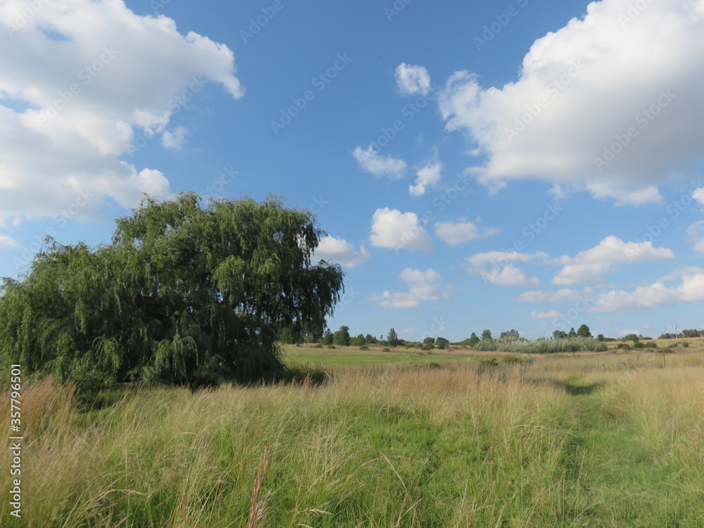Winter farm landscape grass fields and a bright blue sky